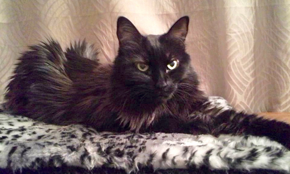 Laus: The Miracle Cat