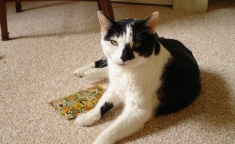 Animal Health Issues