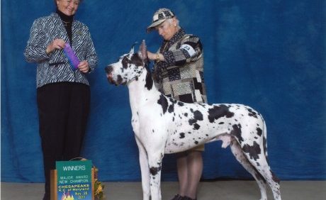 Rescue Animals – And Helping With Behaviour Issues