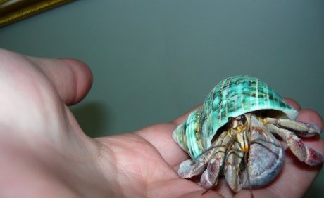 Connecting with Animals in Spirit